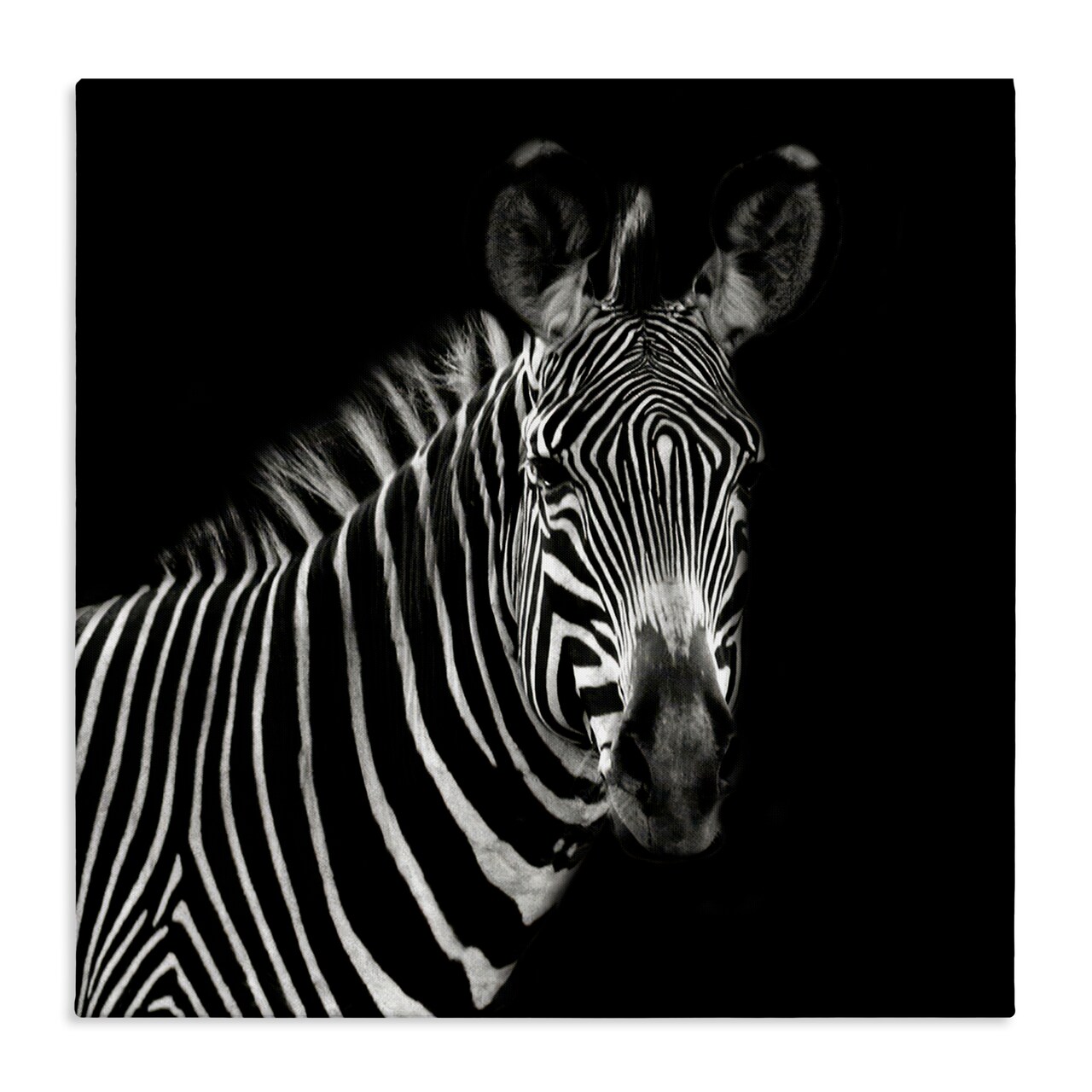 Stupell Industries Jungle Zebra Portrait Canvas Wall Art Design by Susan Bryant